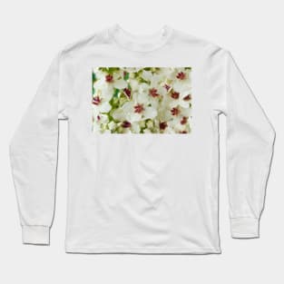 Verbascum chaixii  'Album'  White nettle-leaved mullein Long Sleeve T-Shirt